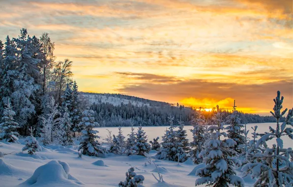 Картинка зима, лес, закат, вечер, Швеция