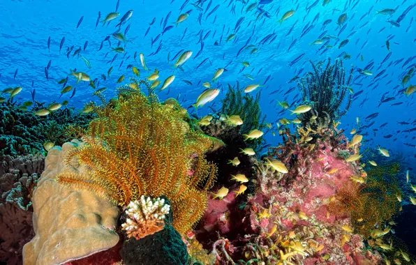 Картинка море, вода, рыбы, водоросли, природа, океан, кораллы, подводный мир, под водой