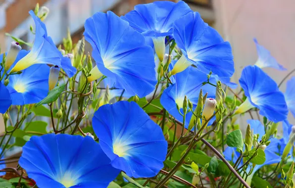 Картинка Цветочки, Ипомея, Morning Glory, Голубые цветы, Blue flowers