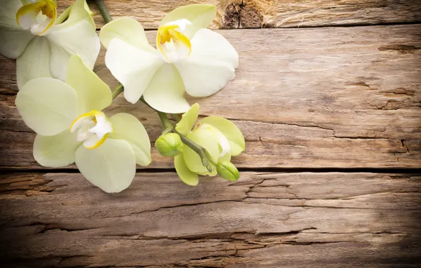 Картинка wood, орхидея, flowers, orchid