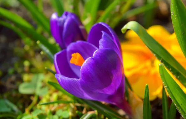 Картинка Крокусы, Crocuses, Фиолетовые цветы, Purple flowers