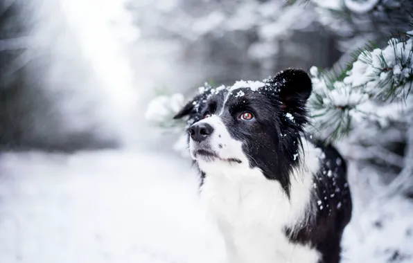 Картинка зима, взгляд, морда, собака, боке, Бордер-колли
