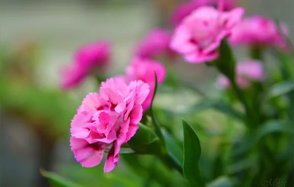 Картинка Боке, Гвоздики, Pink flowers, Carnations, Розовые цветы