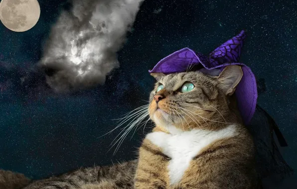 Картинка кошка, фиолетовый, кот, взгляд, морда, космос, облака, ночь, серый, коллаж, вселенная, луна, шапка, портрет, обработка, …