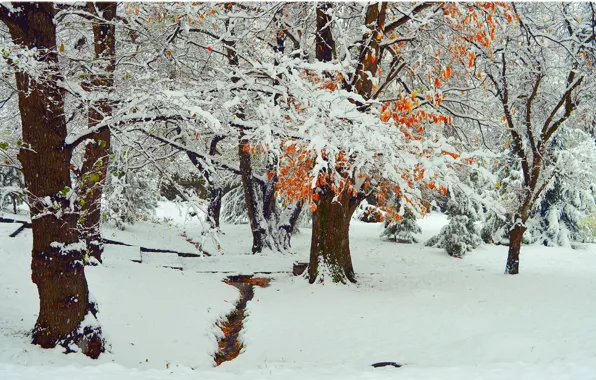 Картинка Зима, Деревья, Снег, Парк, Мороз, Winter, Frost, Park, Snow, Trees