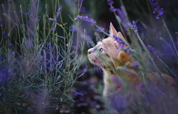 Картинка кошка, лето, кот, взгляд, морда, цветы, природа, поляна, рыжий, профиль, лаванда