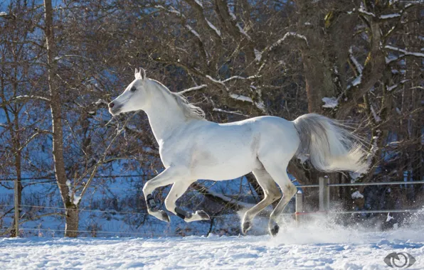 Картинка белый, конь, лошадь, скорость, мощь, бег, грация, скачет, загон, галоп, (с) OliverSeitz