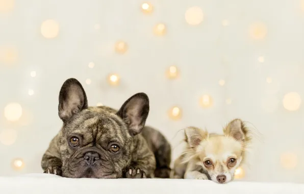 Картинка взгляд, фон, парочка, две собаки, Чихуахуа, Французский бульдог