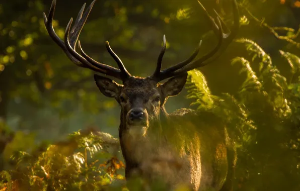 Картинка horns, animal, wild, vegetation, antlers, ferns, Elk