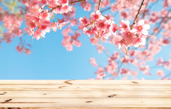 Картинка небо, ветки, весна, сакура, цветение, wood, pink, blossom, sakura, cherry, spring, bloom