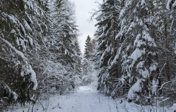Картинка зима, лес, снег, елки, ели, дорога в лесу, снежная дорога, снежно