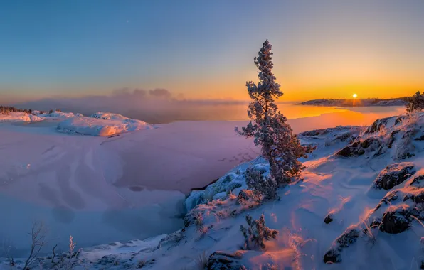 Картинка зима, снег, закат, озеро, дерево, лёд, сосна, Ладожское озеро, Ленинградская область