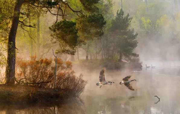 Картинка лес, вода, свет, деревья, природа, туман, река, утки, утро, пар
