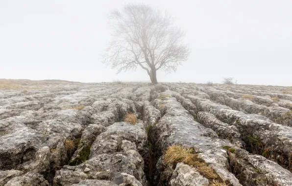 Картинка туман, камни, дерево, земля