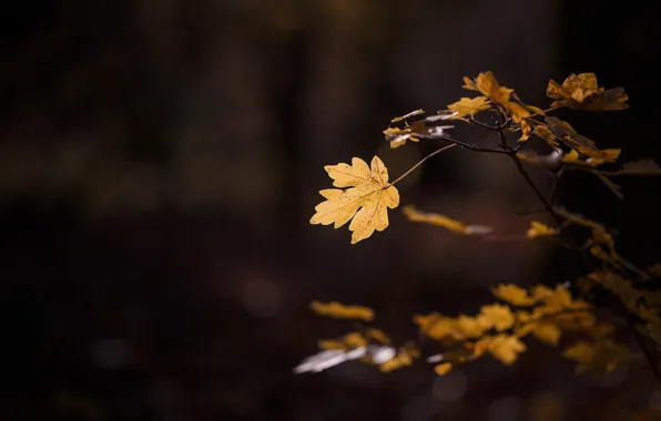 Картинка осень, макро, свет, лист, листва, ветка, листик, тёмный фон