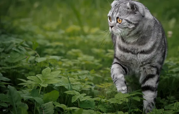 Картинка кошка, трава, Скоттиш-фолд, Шотландская вислоухая кошка