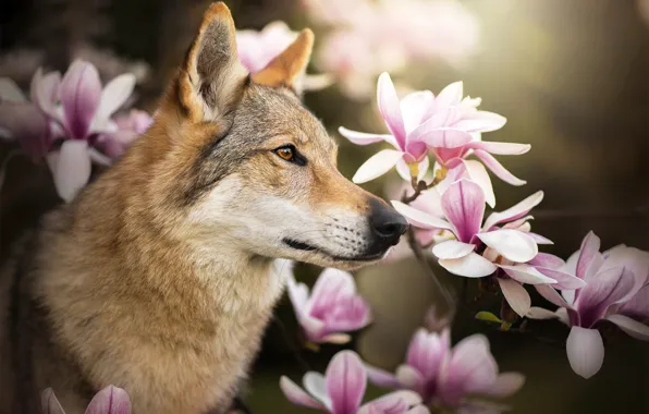 Картинка цветы, собака, профиль, магнолия, Chinua, чехословацкая волчья собака