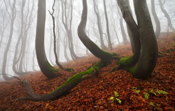 Картинка осень, лес, деревья, природа, туман, дымка