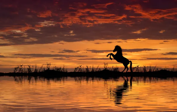 Картинка вода, закат, конь, лошадь