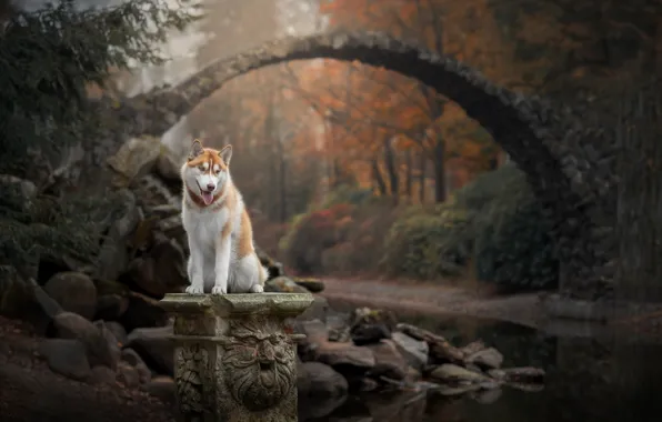 Картинка осень, лес, мост, природа, река, камни, собака, Хаски