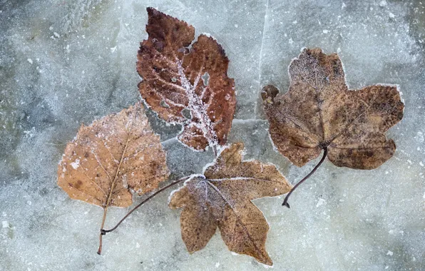Картинка холод, зима, листья, лёд