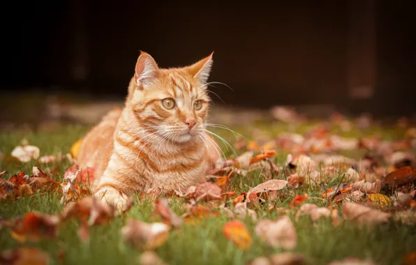 Картинка осень, кошка, листья, портрет, рыжая кошка