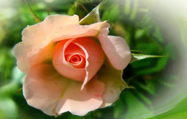Картинка цветок, лето, природа, настроение, роза, розы, красота, rose, flower, красивые, flowers, beautiful, beauty, harmony, cool, …