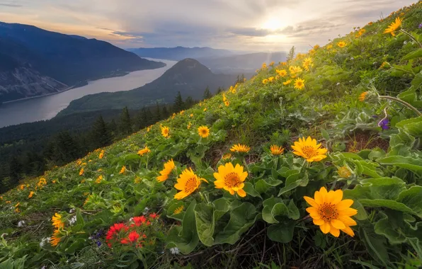 Картинка цветы, горы, река, склон, штат Вашингтон, Columbia River, Columbia River Gorge, Каскадные горы, Washington State, …