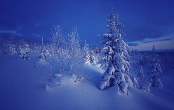Картинка зима, снег, деревья, природа, вечер, ели, Норвегия