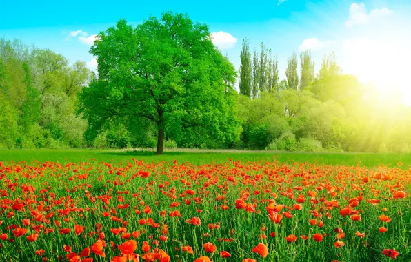 Картинка зелень, поле, лето, небо, трава, солнце, облака, деревья, цветы, маки, красные