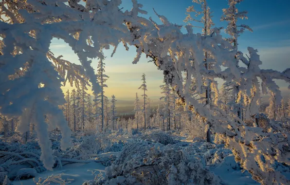 Картинка зима, лес, снег, деревья, ветки, мороз, сугробы, Россия, Южная Якутия