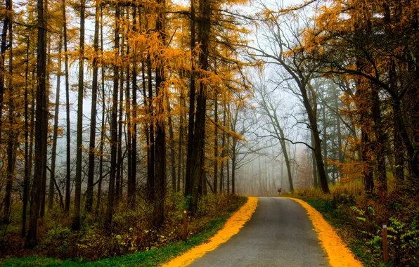 Картинка дорога, осень, лес, деревья, туман