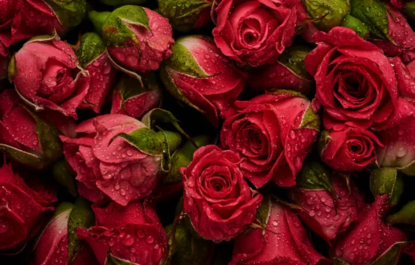 Картинка цветы, фон, розы, красные, red, бутоны, fresh, flowers, background, roses, natural