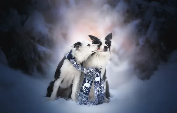 Картинка зима, снег, поцелуй, пара, друзья, две собаки, Бордер-колли