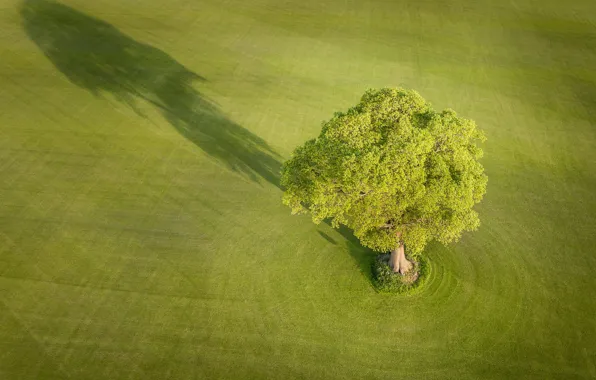 Картинка поле, дерево, Англия, тень, England, Йоркшир, Yorkshire, Эверингем, Everingham