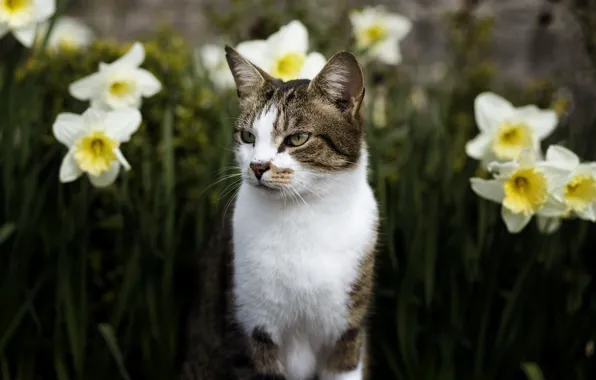 Картинка кошка, глаза, кот, взгляд, морда, цветы, природа, фон, портрет, весна, сад, недовольный, клумба, полосатый, нарциссы, …