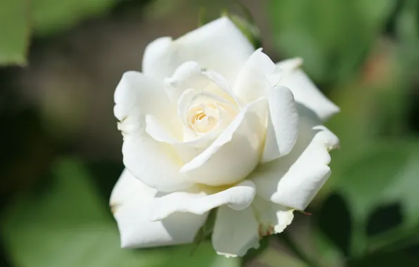 Картинка нежность, размытый фон, белая роза