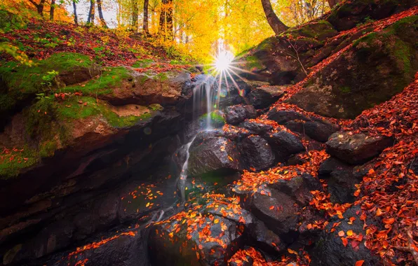 Картинка осень, лес, листья, солнце, лучи, деревья, природа, ручей, камни