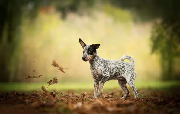 Картинка осень, листья, собака, боке, пёсик