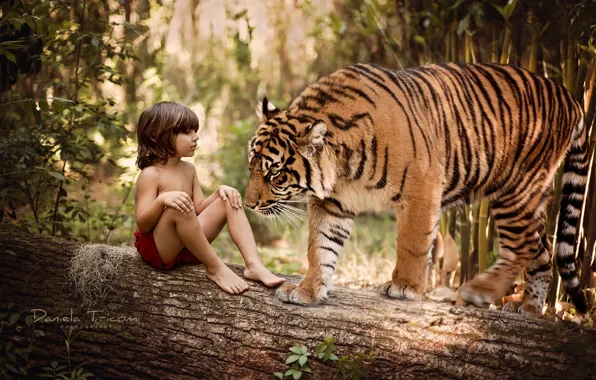 Картинка природа, тигр, дерево, животное, хищник, мальчик, ствол, бревно, маугли, ребёнок