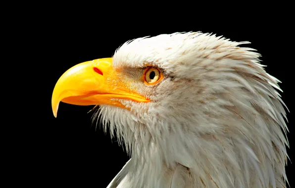 Картинка птица, голова, клюв, Орел, USA, США, Eagle, bird, Белоголовый орлан