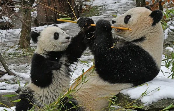 Картинка снег, бамбук, панда, детёныш