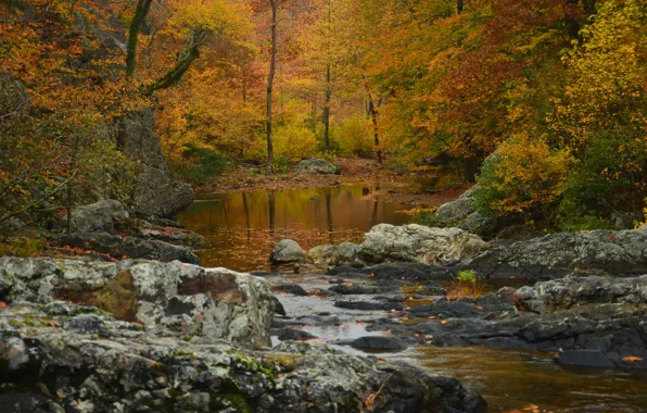 Картинка осень, лес, деревья, река, Arkansas, Арканзас, Национальный заповедник Уачита, Ouachita National Forest