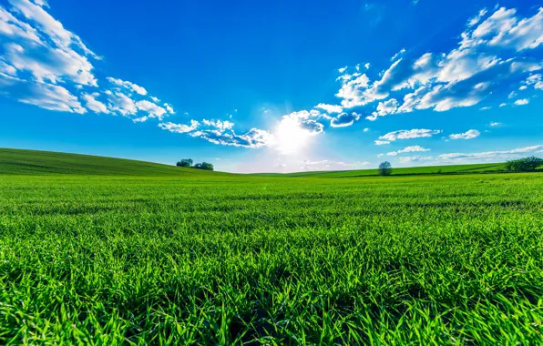 Картинка зелень, поле, лето, небо, трава, солнце, облака, деревья