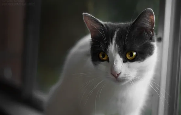 Картинка кошка, взгляд, котэ, желтые глаза, кошечка, бело-серая, беспородная кошка, бело-серая кошка