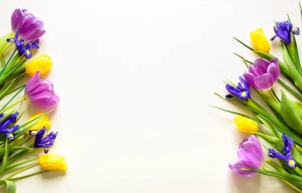 Картинка цветы, желтые, фиолетовые, тюльпаны, fresh, yellow, flowers, beautiful, tulips, spring, purple