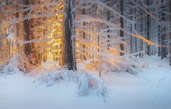 Картинка зима, лес, свет, снег, деревья, природа