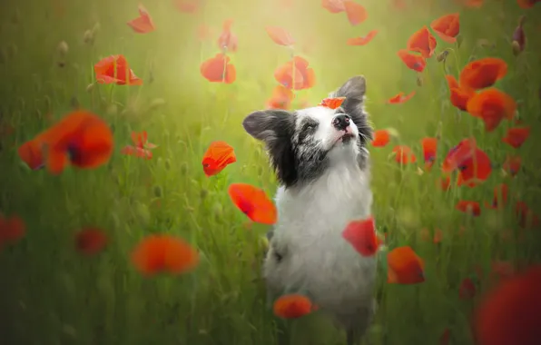 Картинка цветы, настроение, маки, собака, луг, Бордер-колли