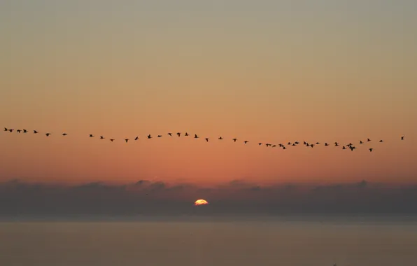 Картинка seascape, birds, sunrise