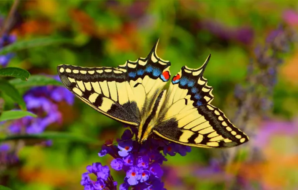 Картинка цветок, Макро, Бабочка, Macro, Butterfly